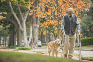 senior walking dog for healthy living for seniors